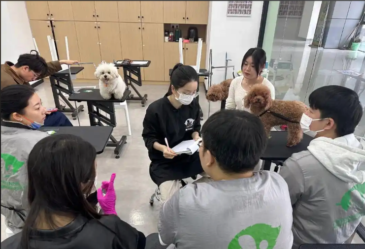 焦作市宠物美容师宠物美容培训学校 - 方案